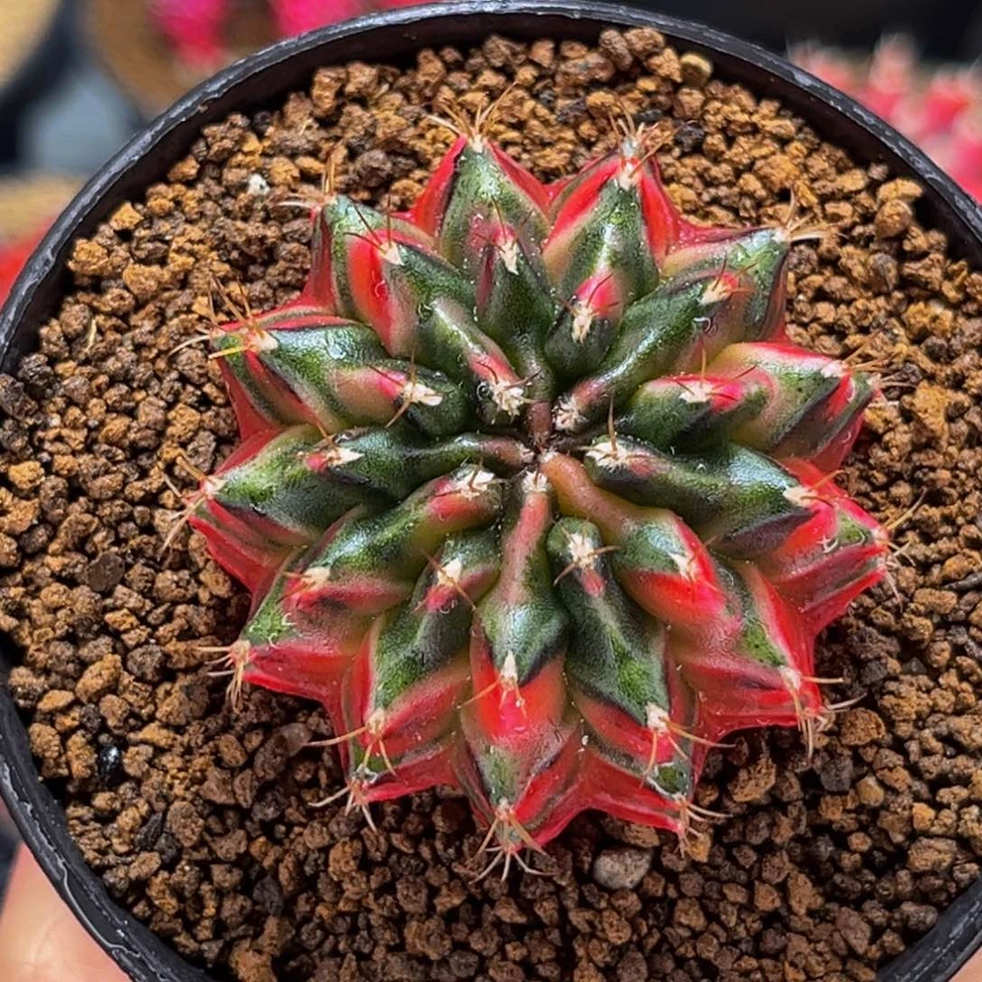 孔雀开屏 米哈仙人球