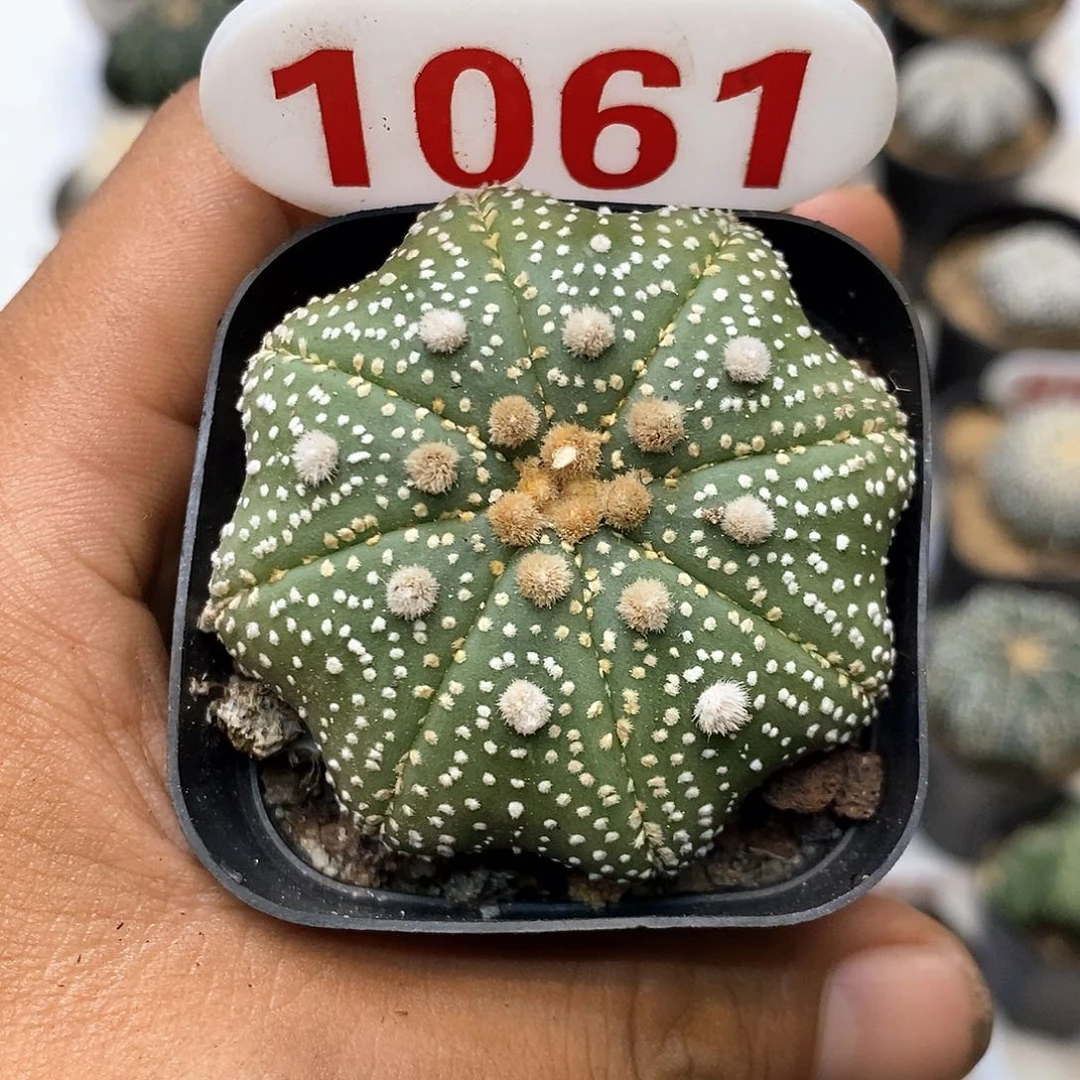 1061泰奇福利特价来了哦
