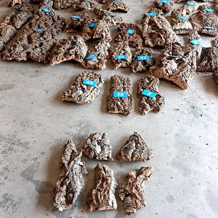 一物一拍一物一发