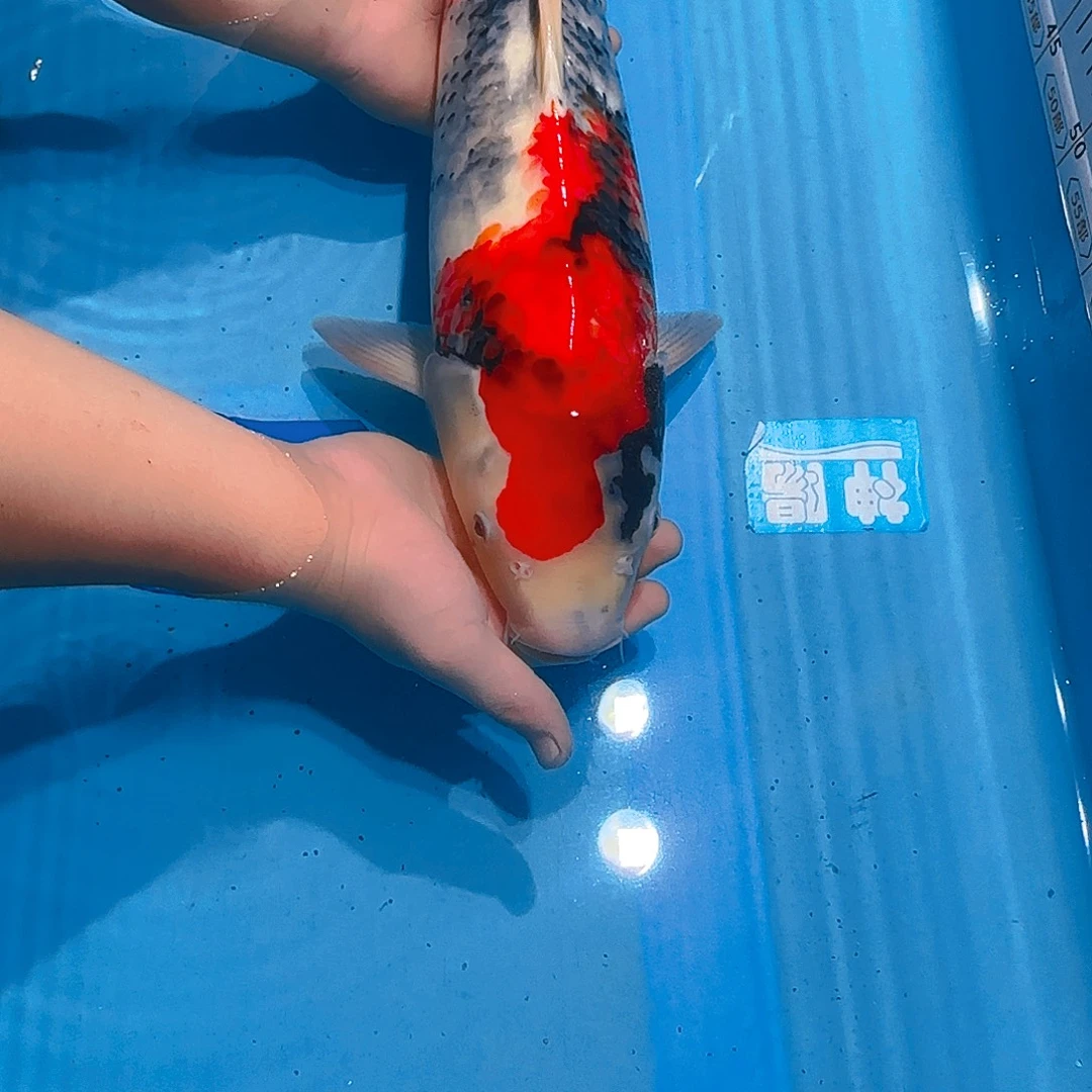 锦鲤昭和专拍链接