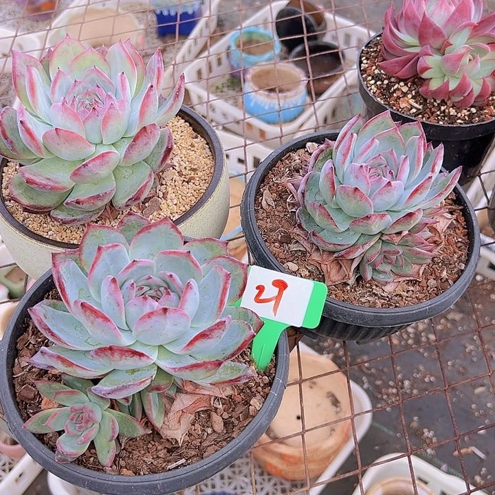 29原卡一个脱土多肉