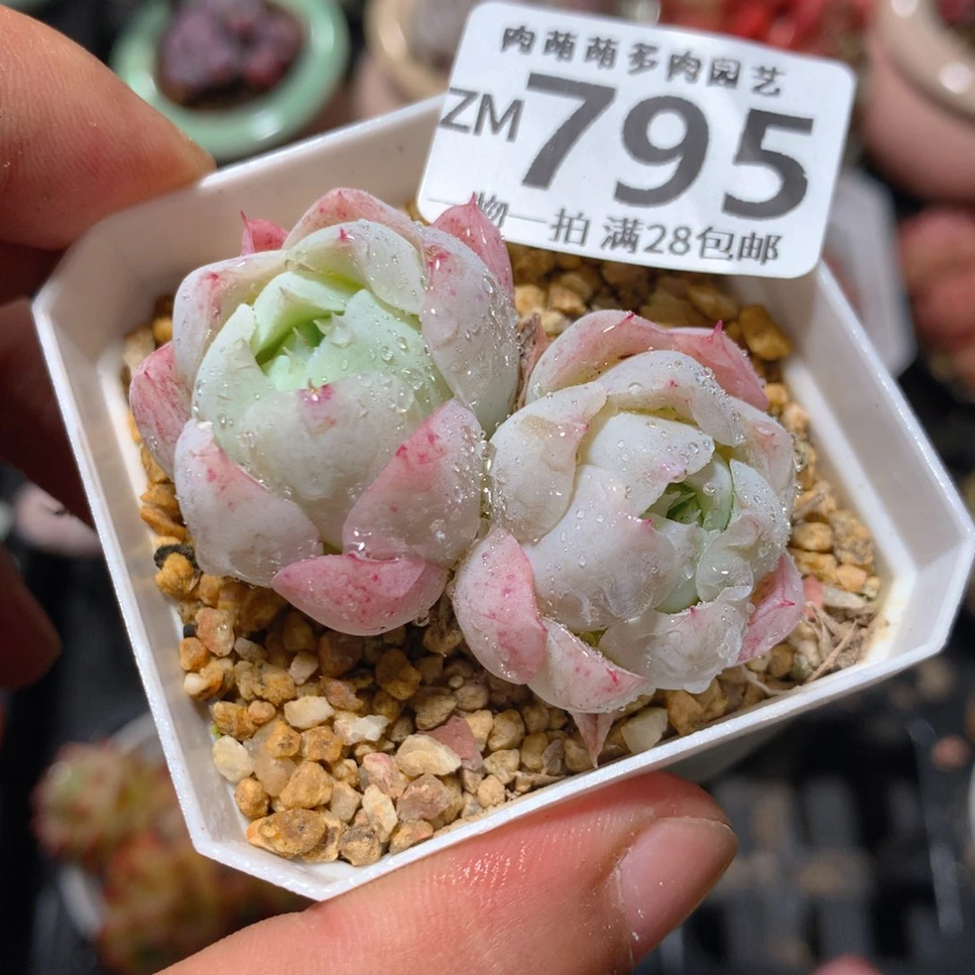 5CM拇指盆精控多肉ZM795