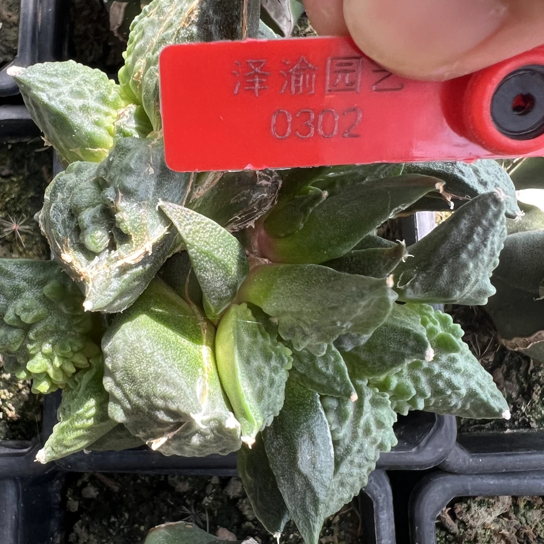 0320号草球苗接怒涛牡丹，辛顿牡丹，黑牡丹，各种牡丹锦，一物一拍