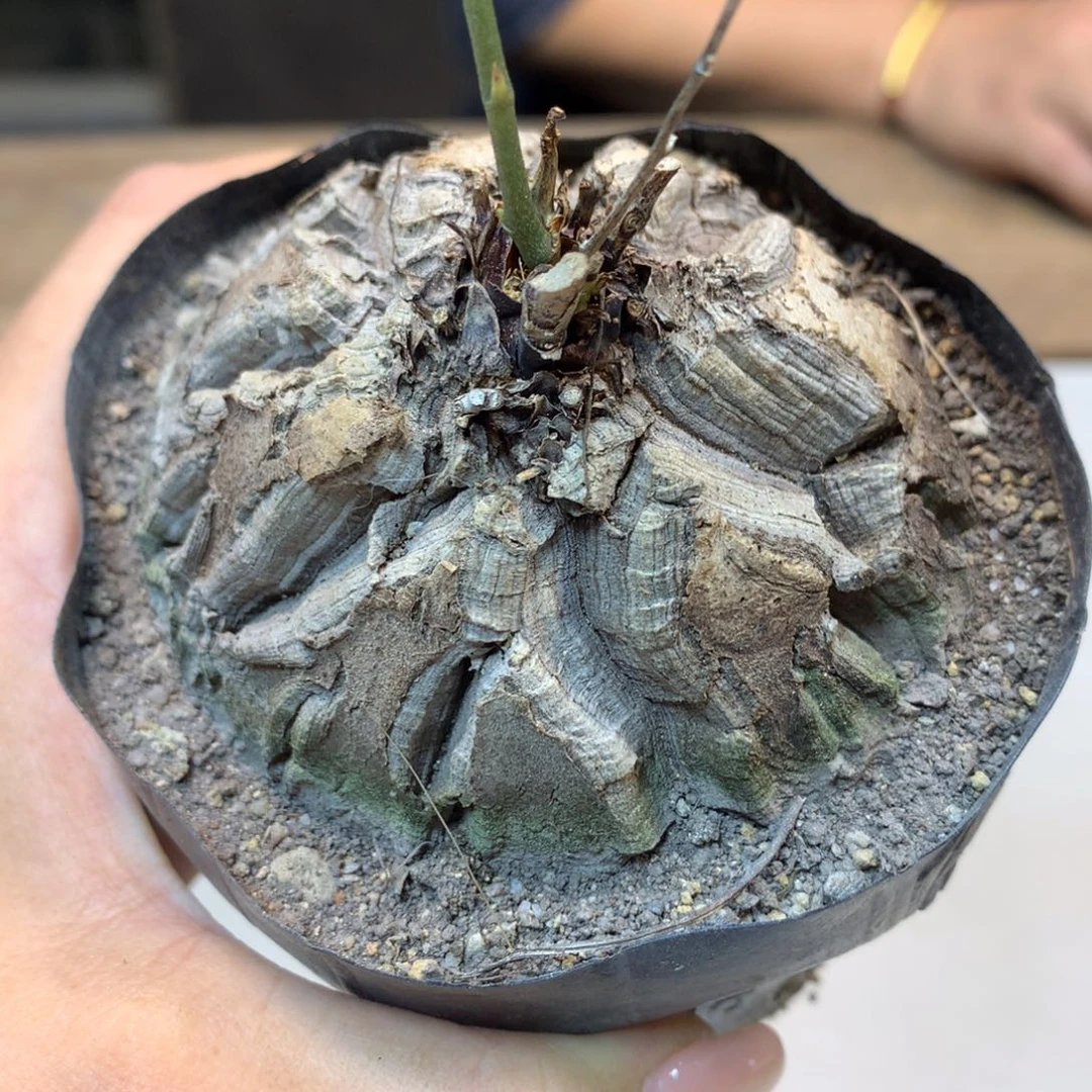 19号 实生 龟甲龙6.8公分带盆土发货