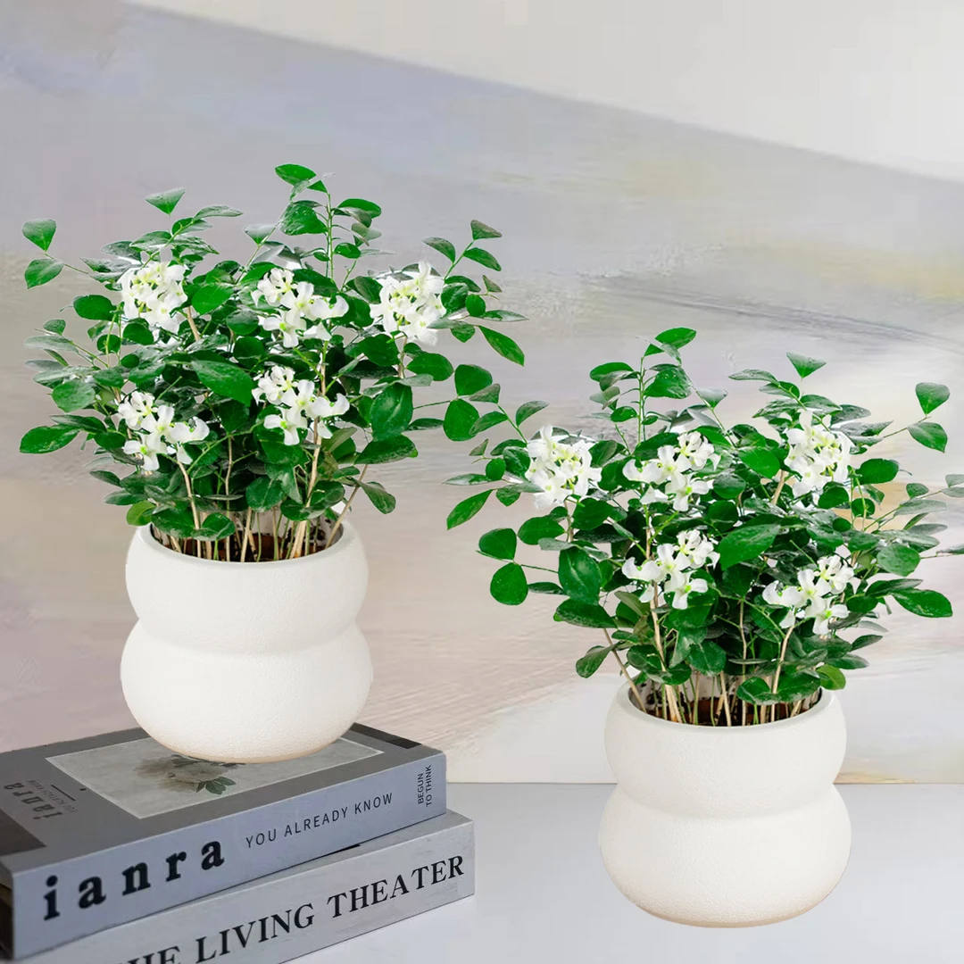 【 买一送一】九里香绿植盆栽室内美观植物四季常青净化空气好养护