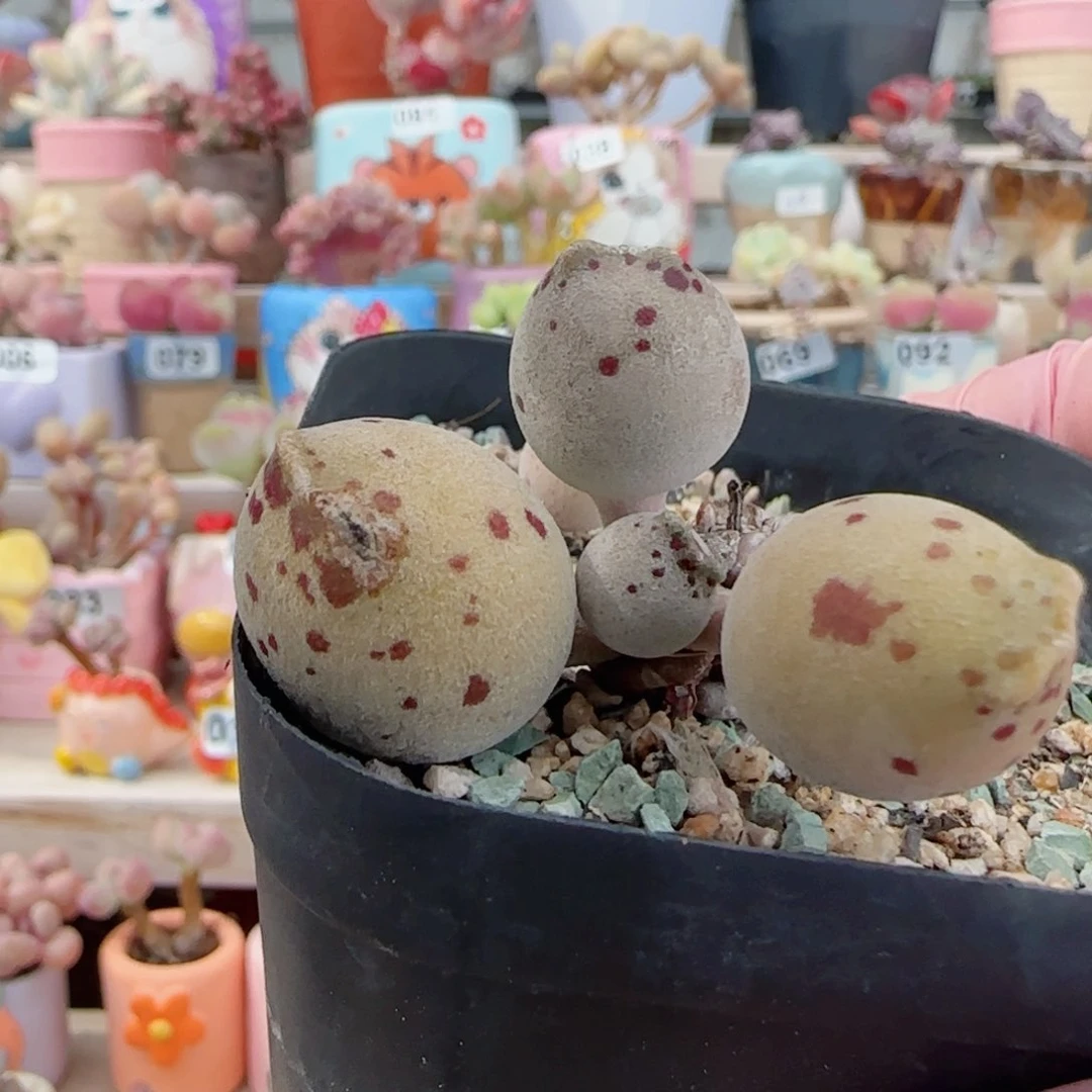 向***东福利大黄金豹 微瑕 侧芽送