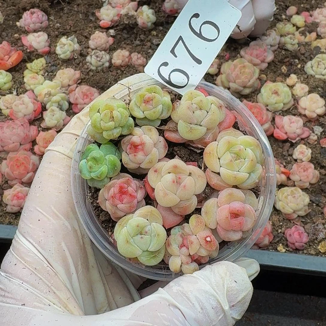 多肉植物多肉植物676