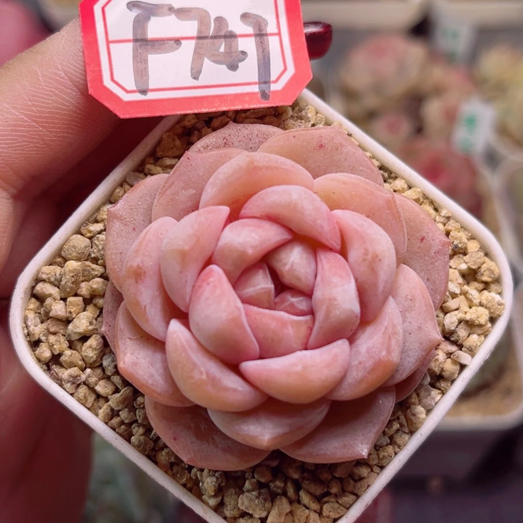 F747一物一拍 荔枝爆珠