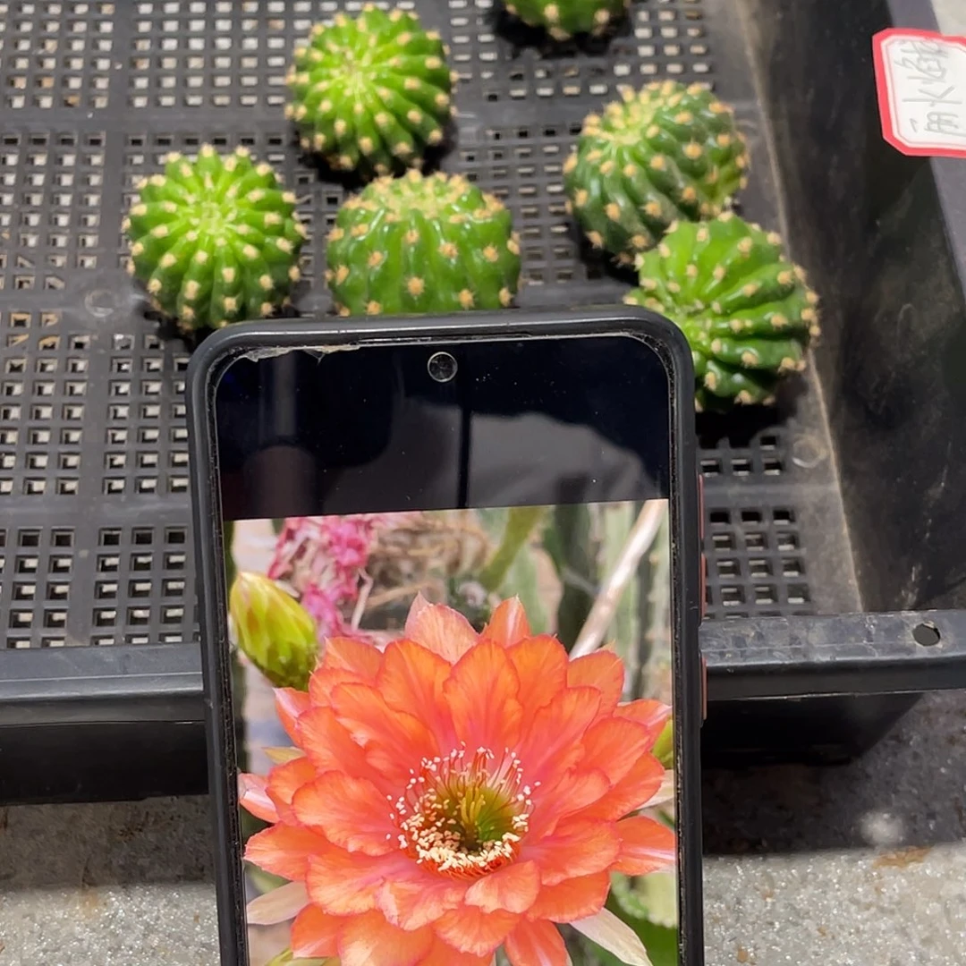丽 火焰龙侧芽歪4公分左右