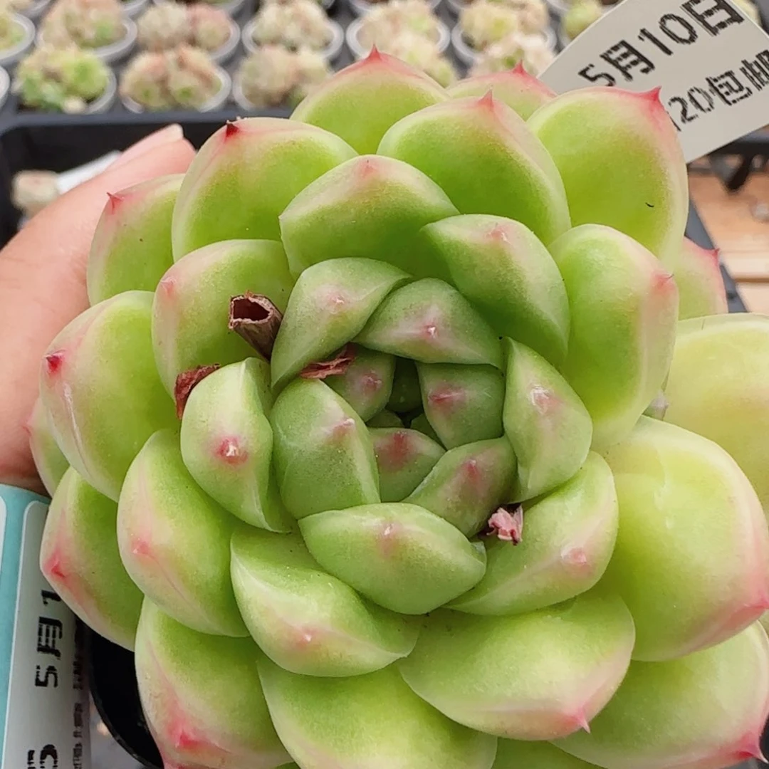花语逸镜0510-135