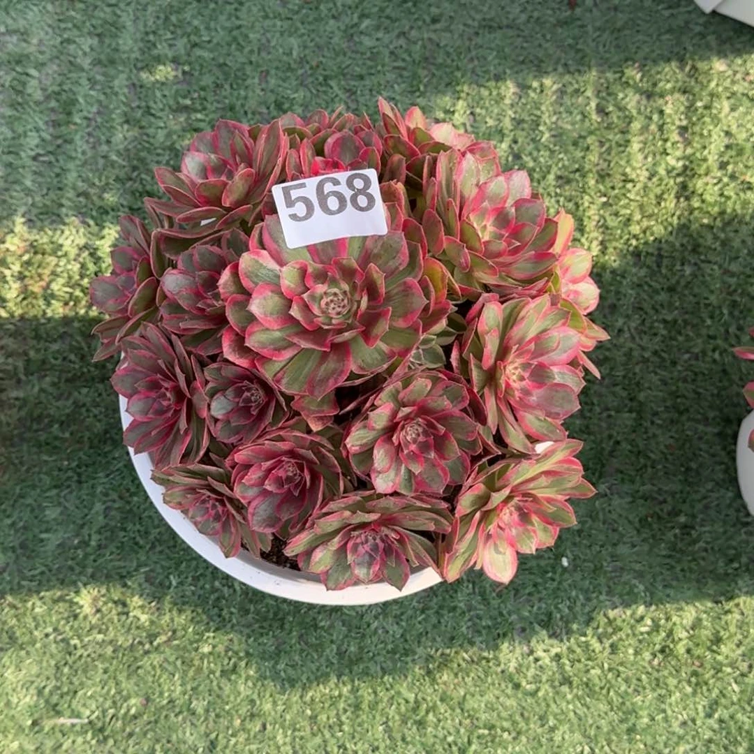 568！云河法师多肉植物