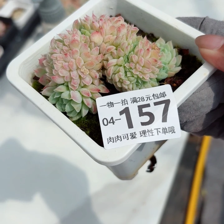羊脂球缀化无盆土发货多