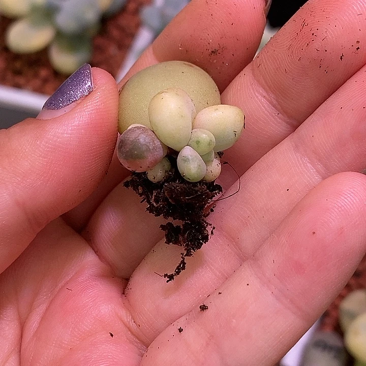 白糖果美人锦多肉植物