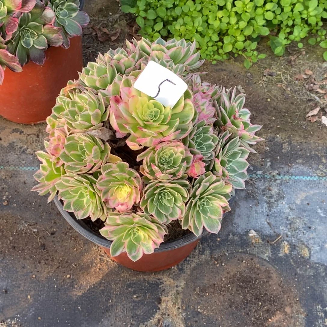 全部花朵那****。多肉植物组合拼盘5