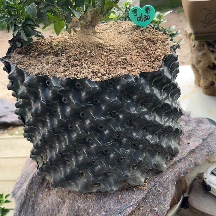 ***G直播间八房柑一物一拍