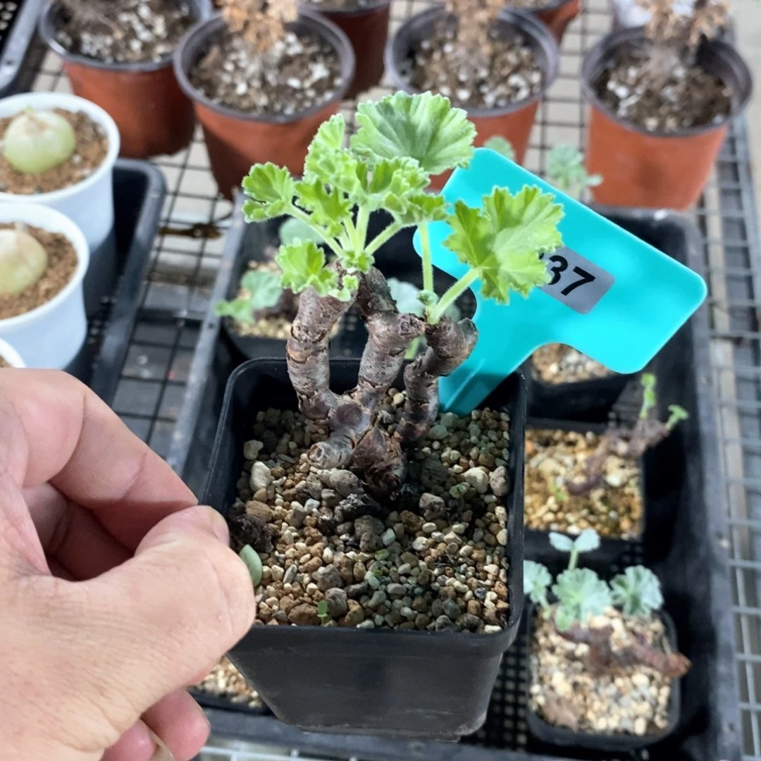 枝干杨奎多肉植物