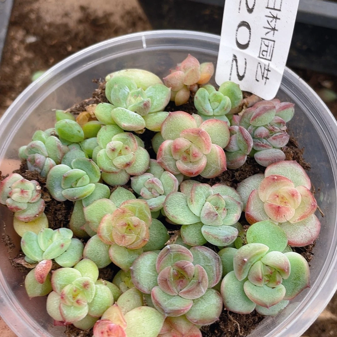 多肉植物多肉植物202