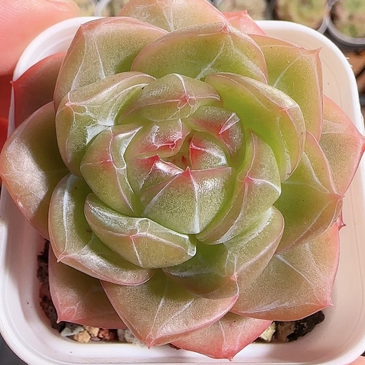 1116------51钻石珍妮