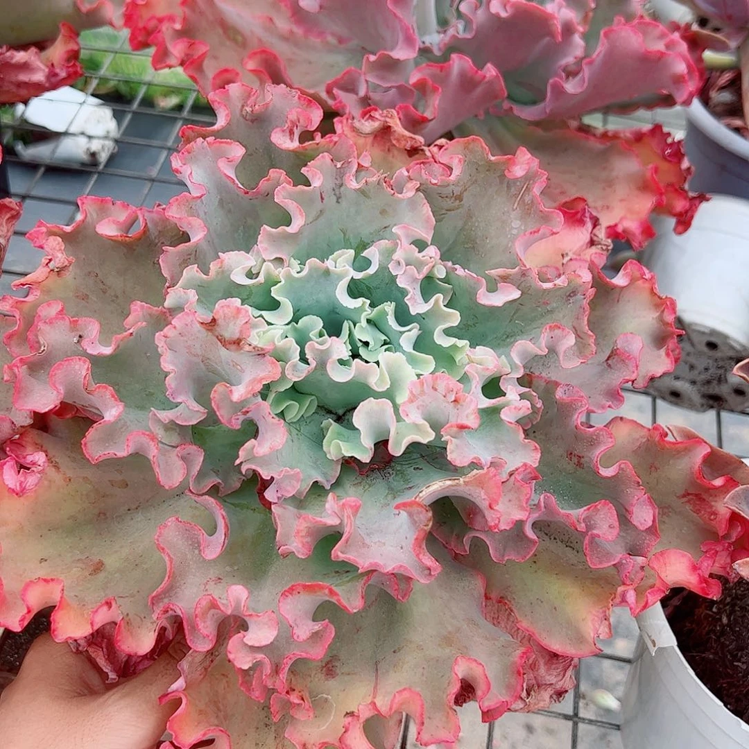 高沙之翁特大大单头精品特价
