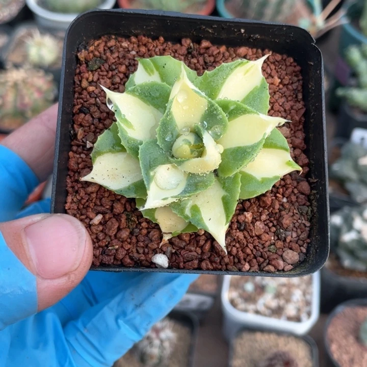 *️****216黄中斑龙舌兰