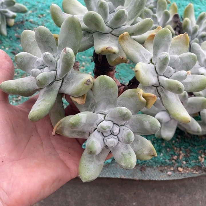 星***星391号拇指多肉植物