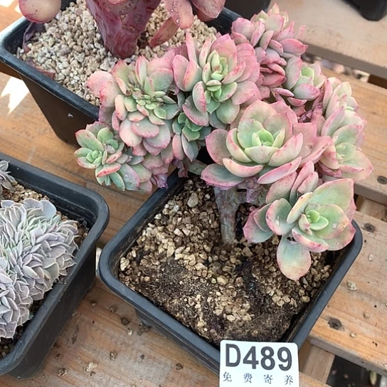 霞光缀化489 亏本处理退款拉黑7/8天发货