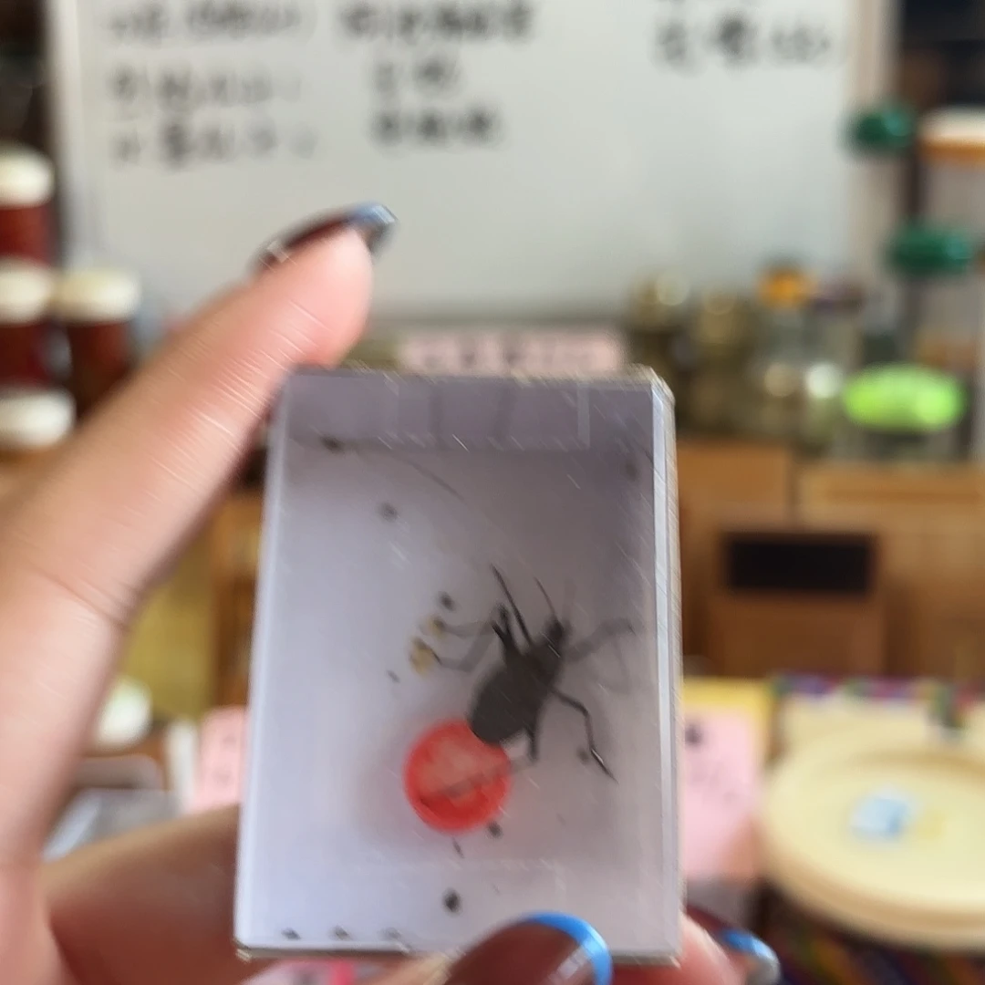 马蛉一条不包断须尾