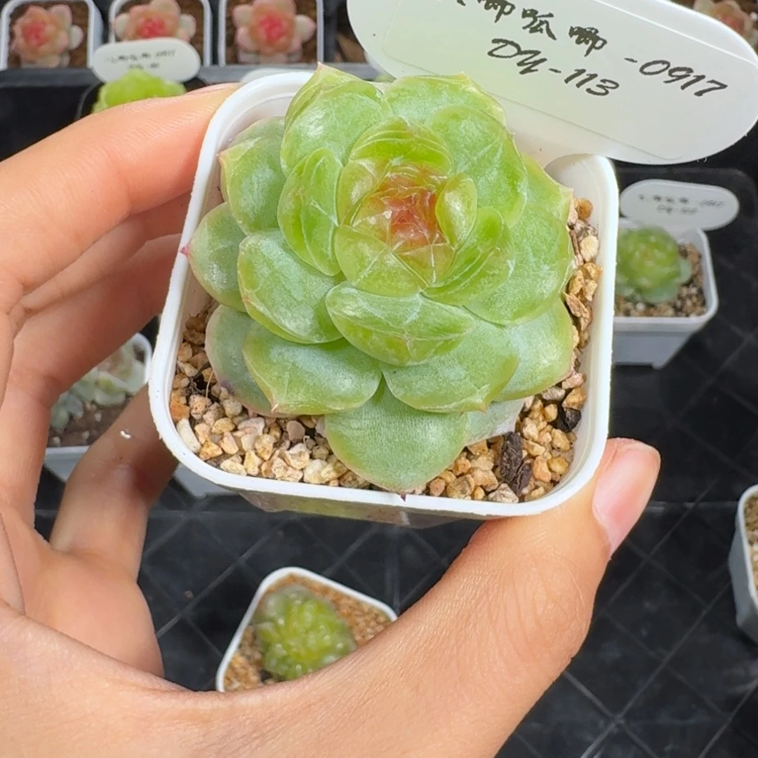 0917-113-世兰单头