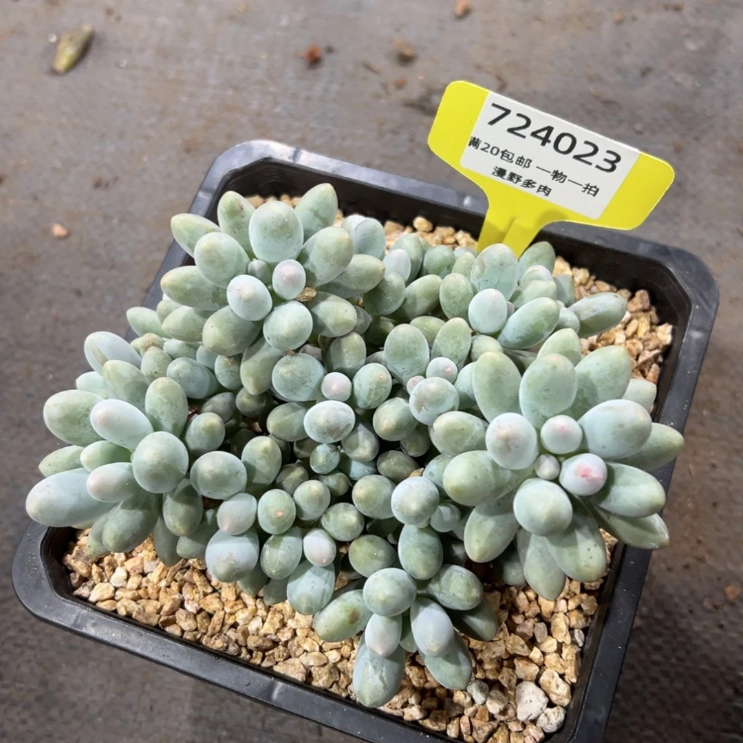 724023 汤圆群生无砍多头，只能寄养