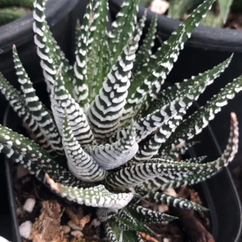 斑马硬叶多肉植物