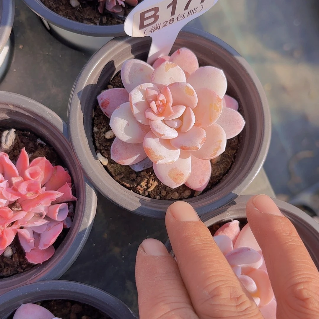 B177雪莲一物一拍