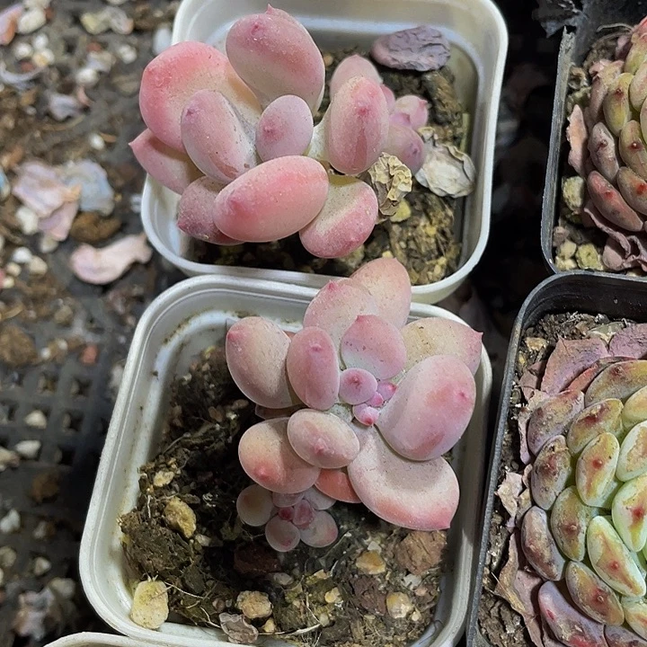 单头苹果奶2.8带盆