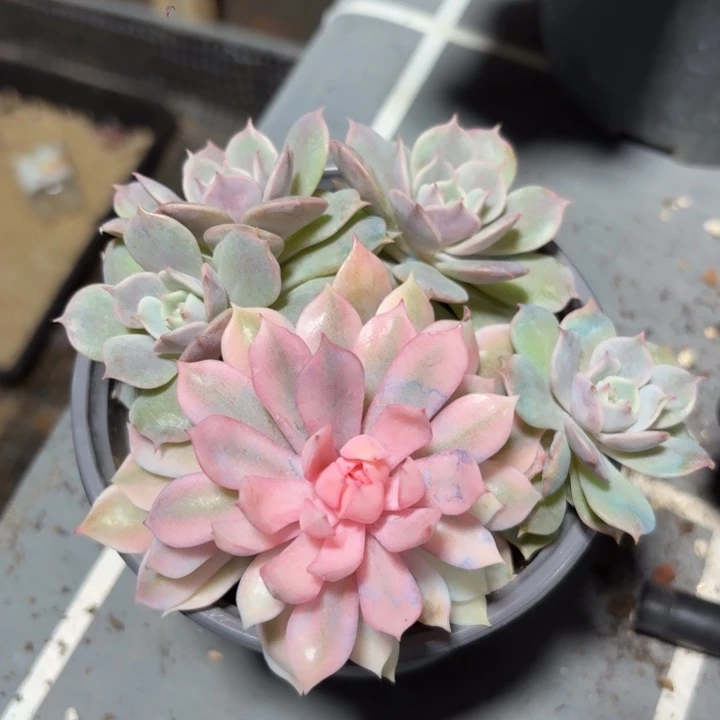 粉蝶群生一物一拍