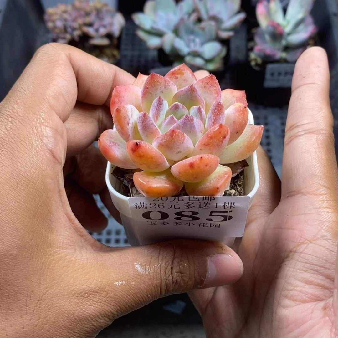 草莓杏仁一物一拍满20包邮满26送一颗多肉