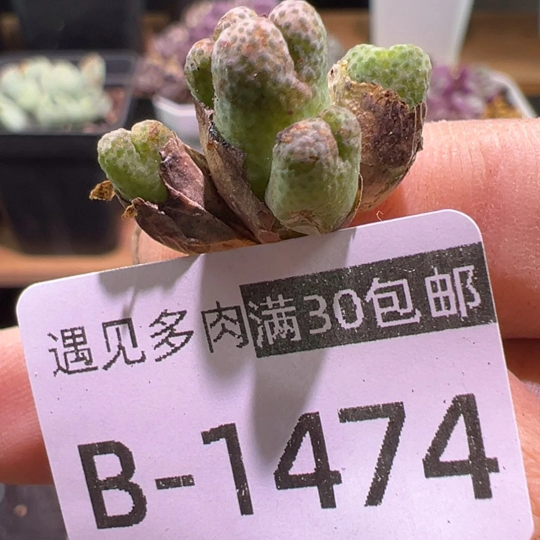 多肉植物1111111111111
