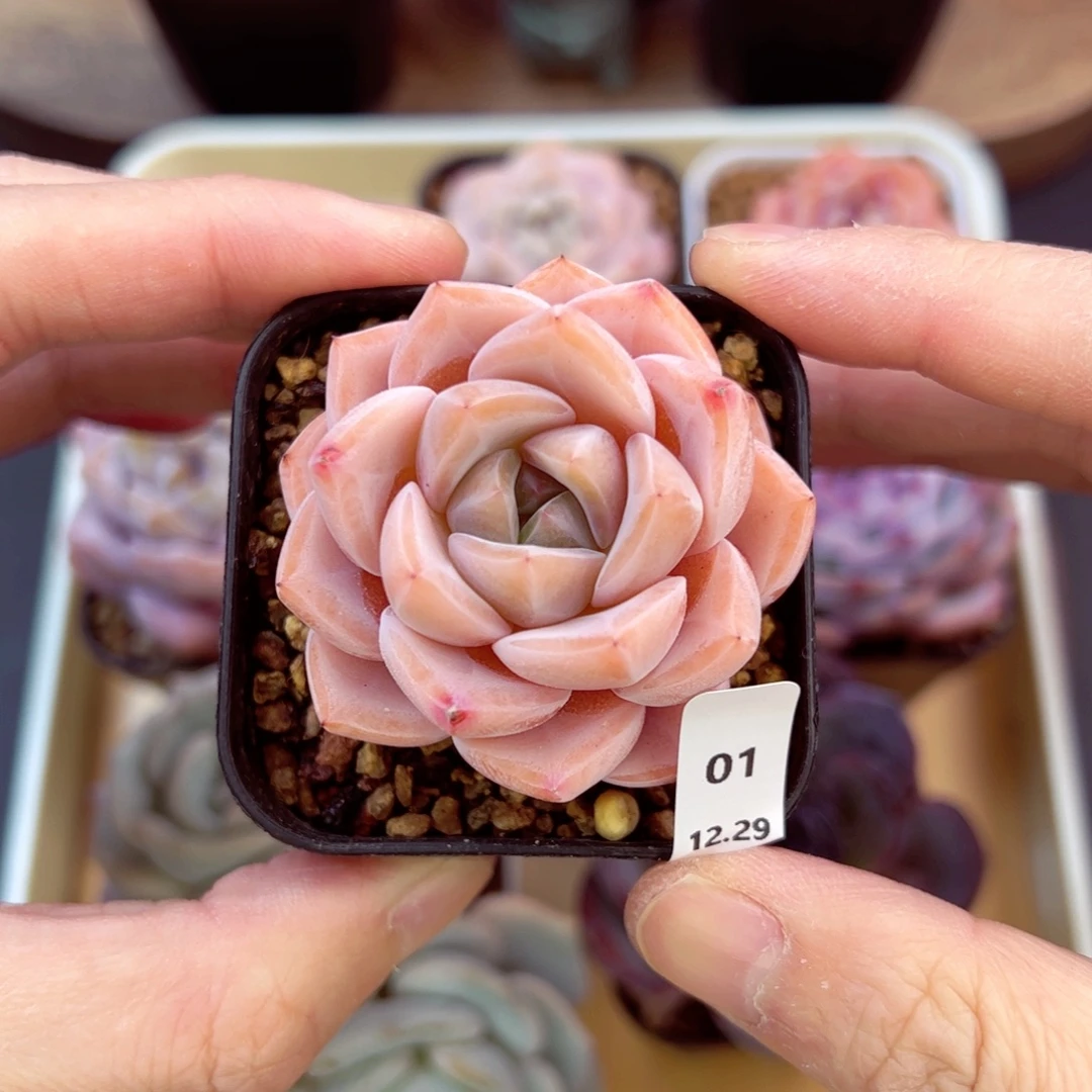 好好看01、哈哈哈哈