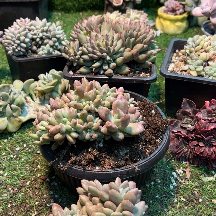 思***兮两颗桃花源011!!!