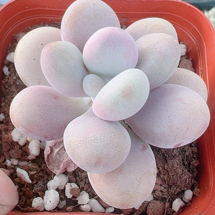 桃蛋精品多肉植物大战