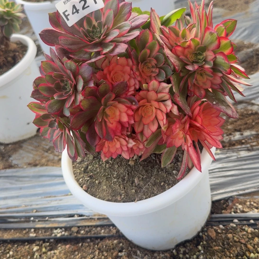 421黑魔锦。多肉植物