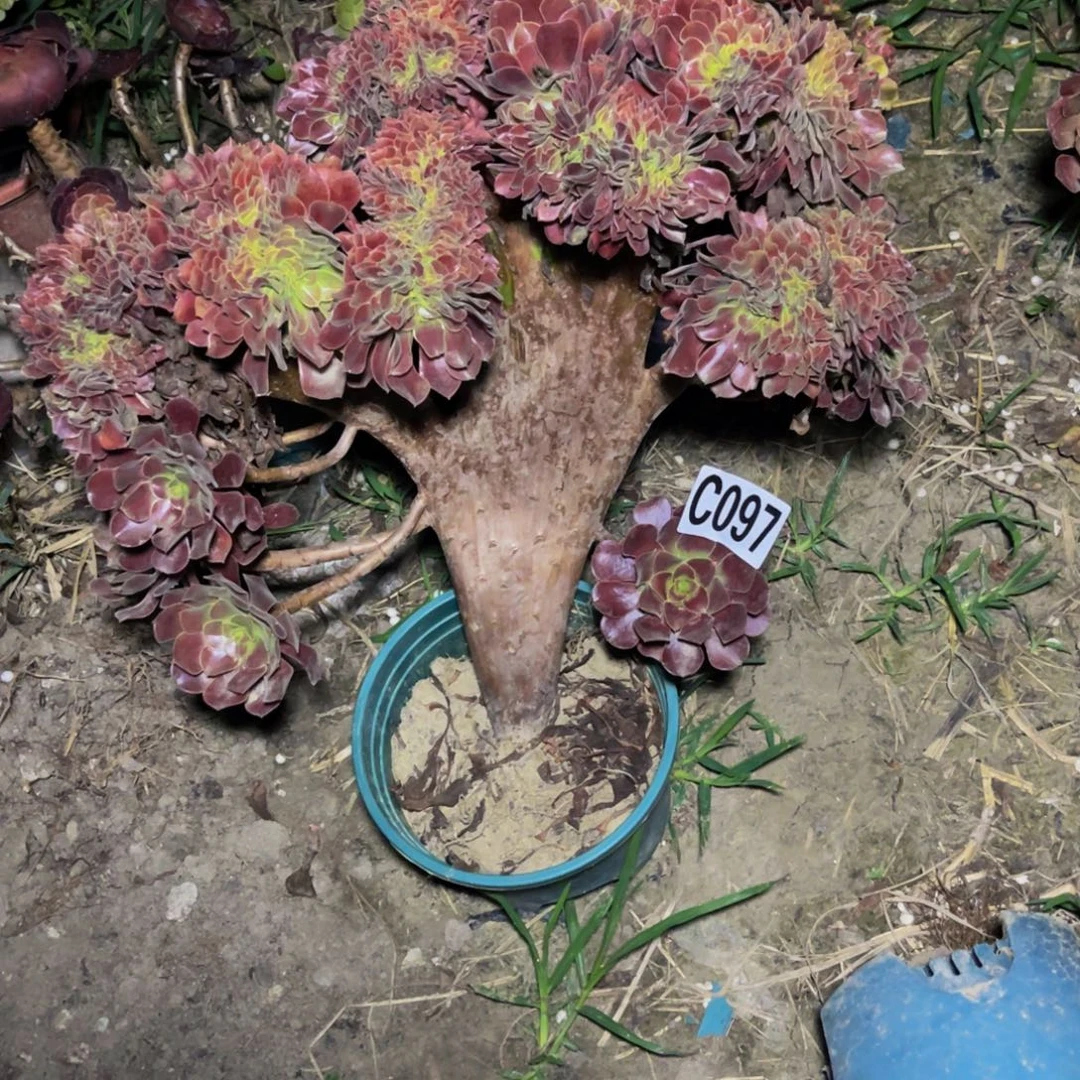 欧紫法师13-8包邮