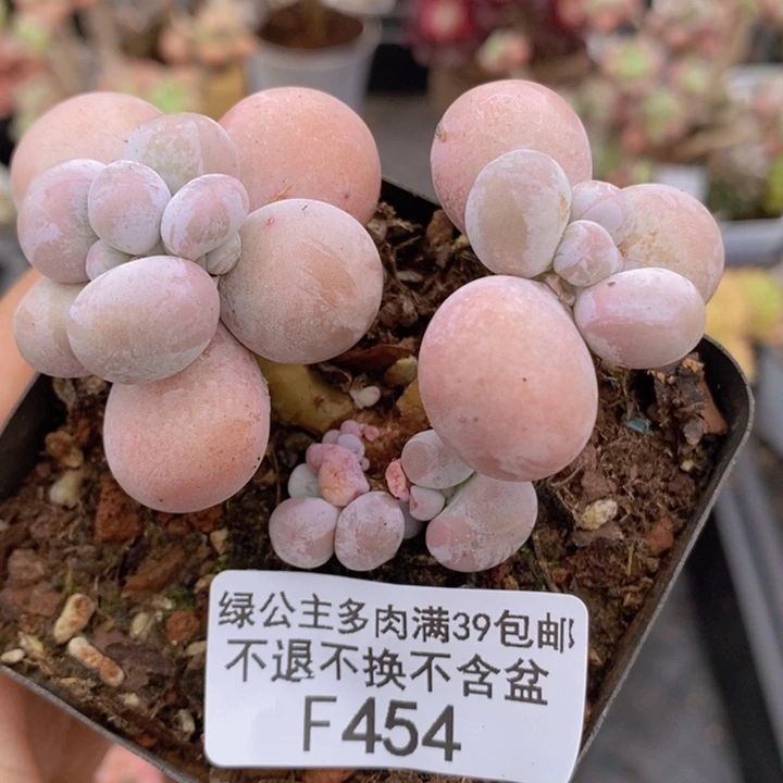 橙奶7cm454多肉植物