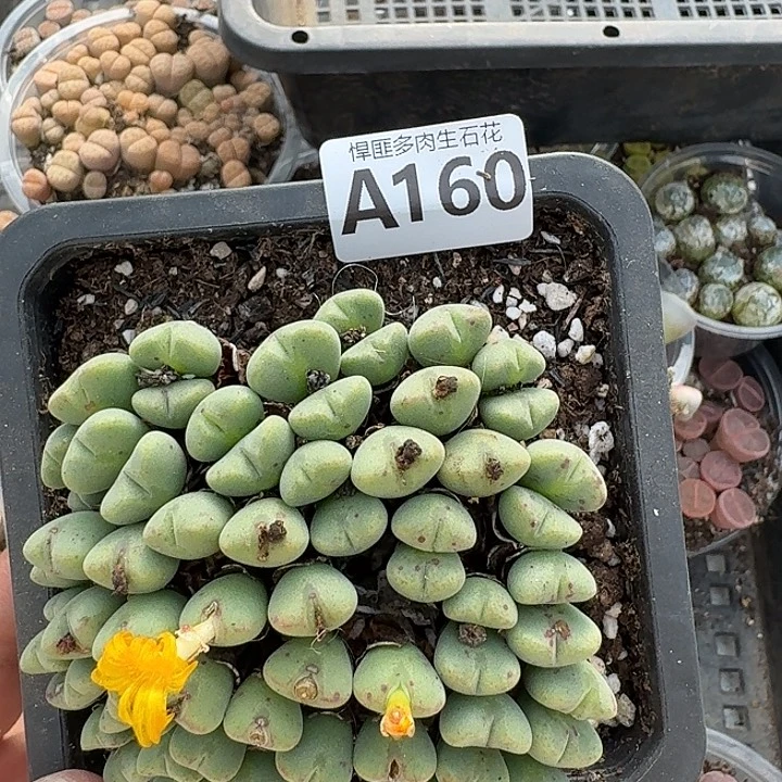 160多肉植物多肉植物