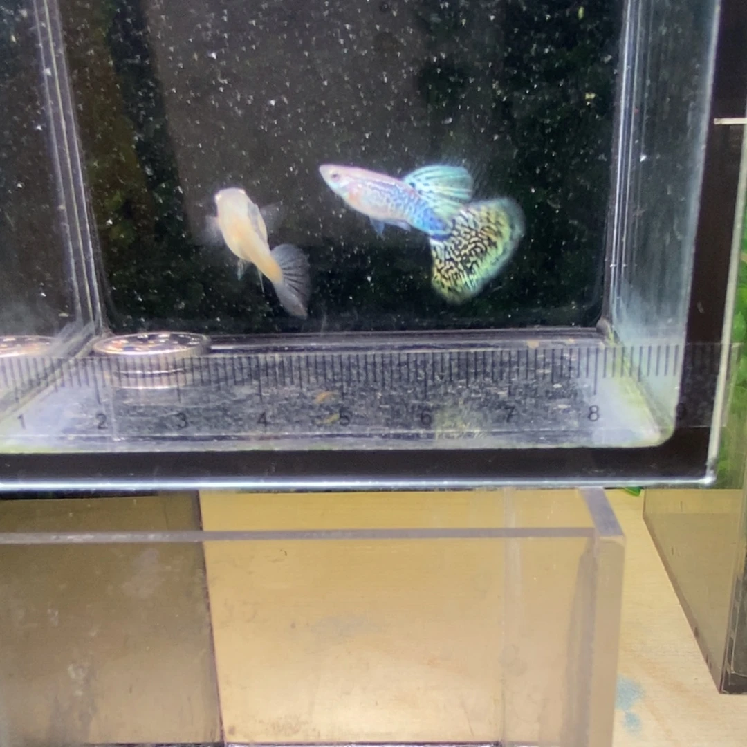 孔雀鱼搭背蛇王一对