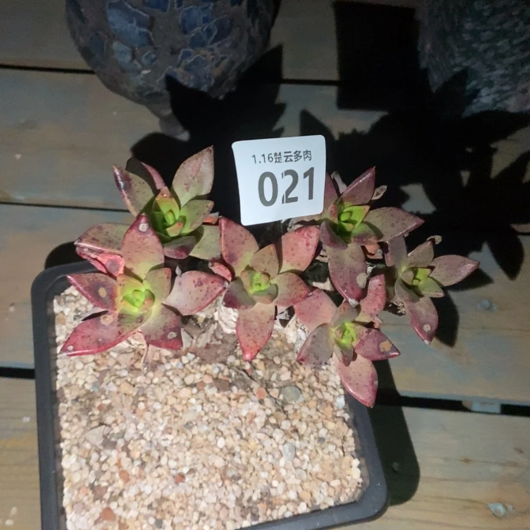 021多肉植物啦啦啦