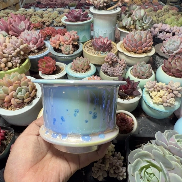 特价花盆 满50发货 内口9