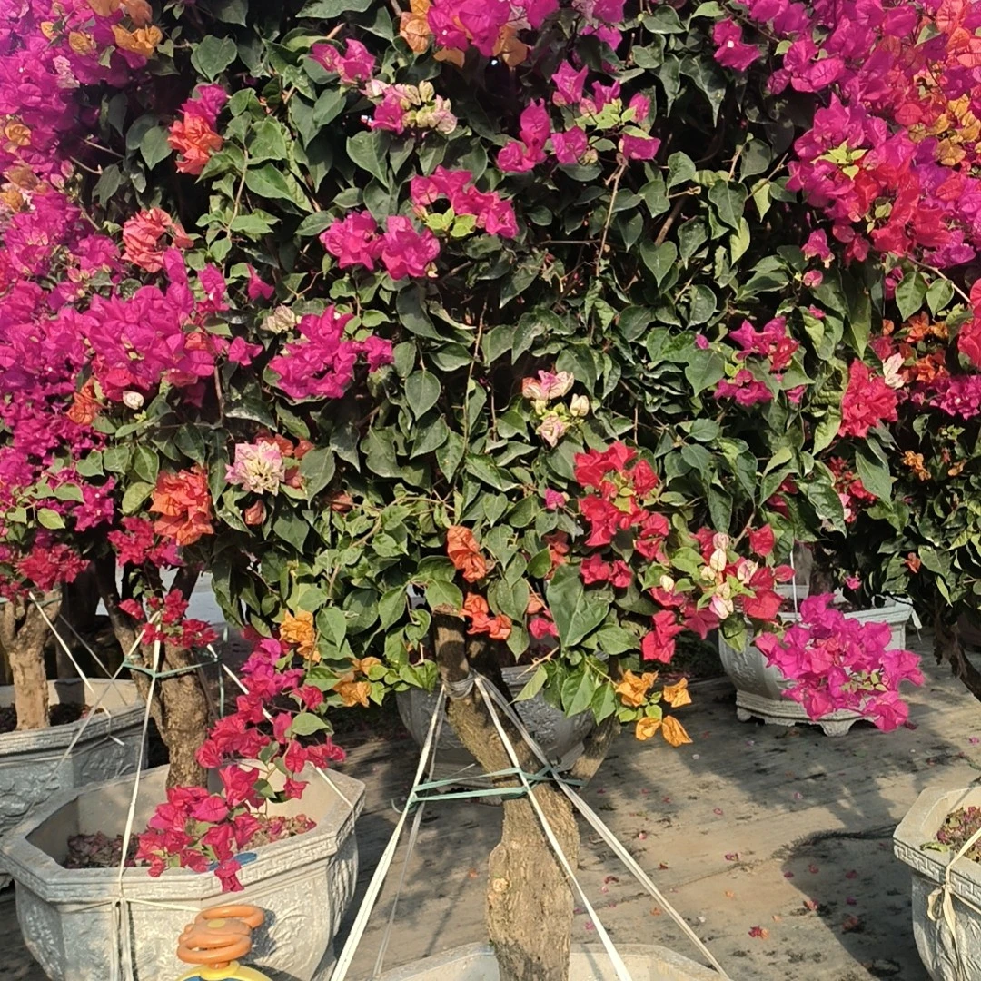 红色三角梅盆栽养殖