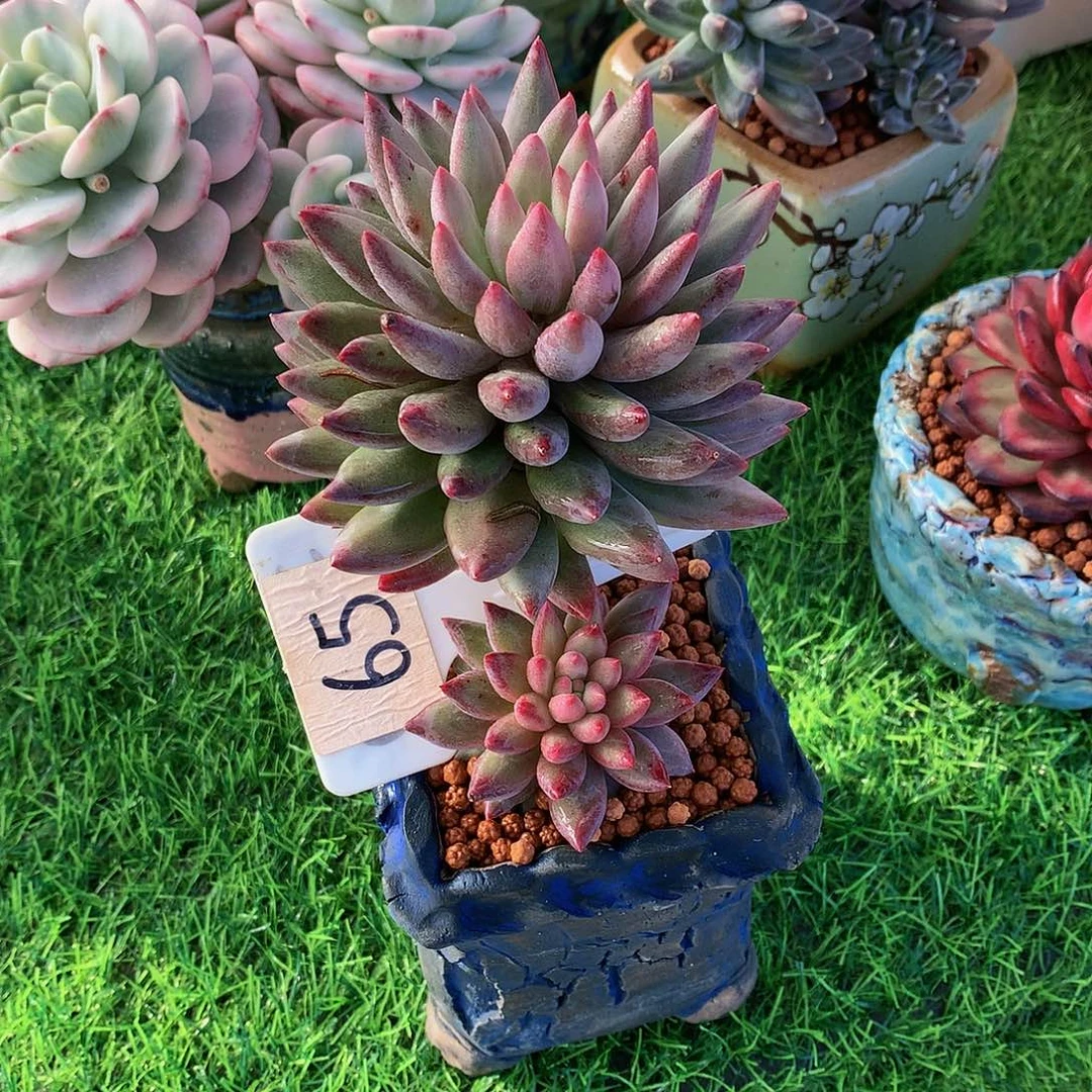 靜*虞美人多肉植物6363637