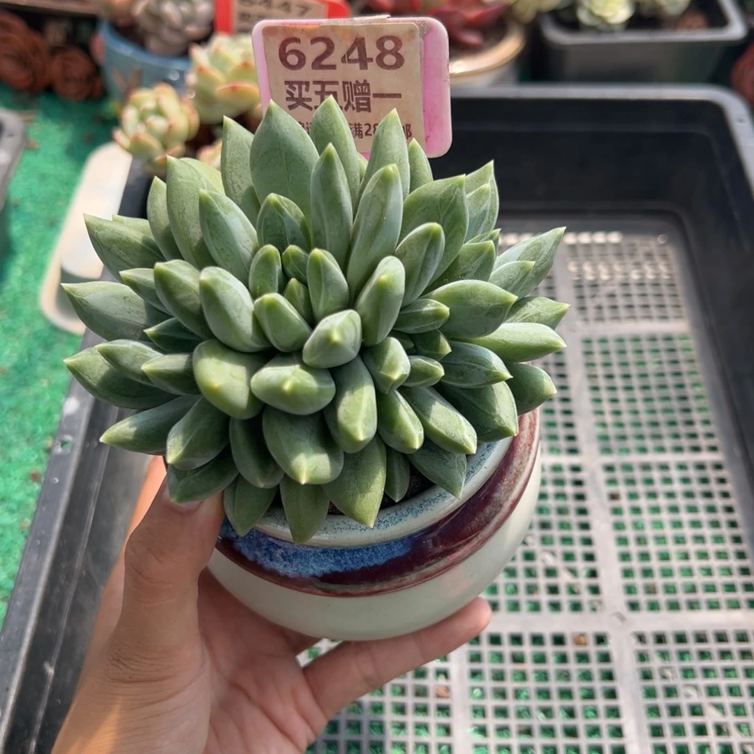表妹精品多肉植物6248.