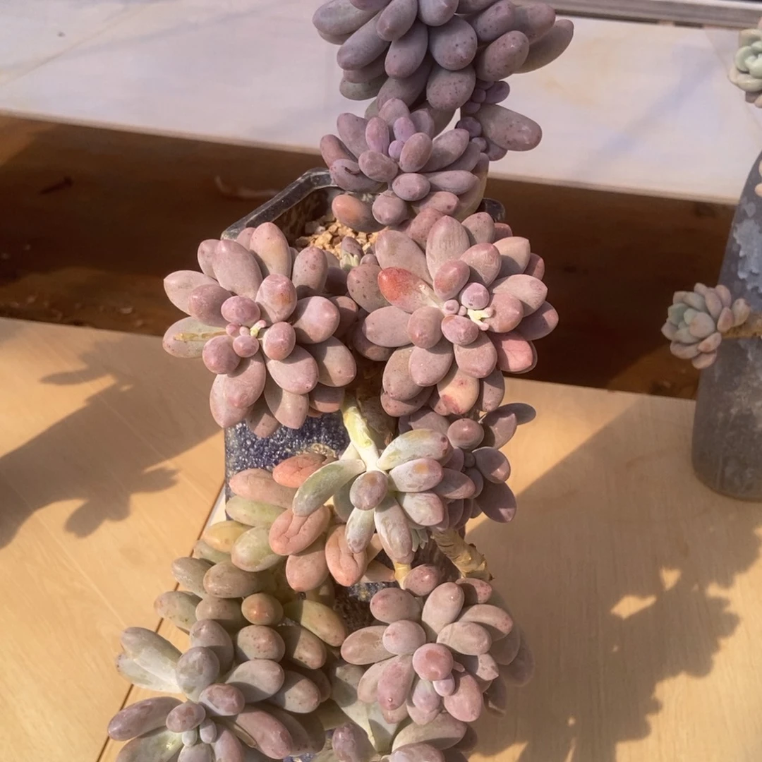 汤圆多肉多肉单头多肉多肉