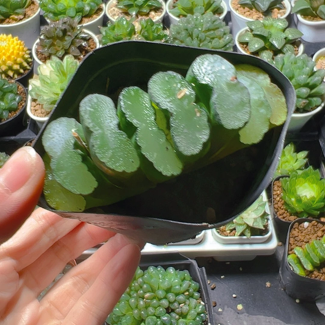 思***卿无纹玉扇多肉多肉